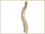 Model of the human spine, alleviate pain with laser therapy